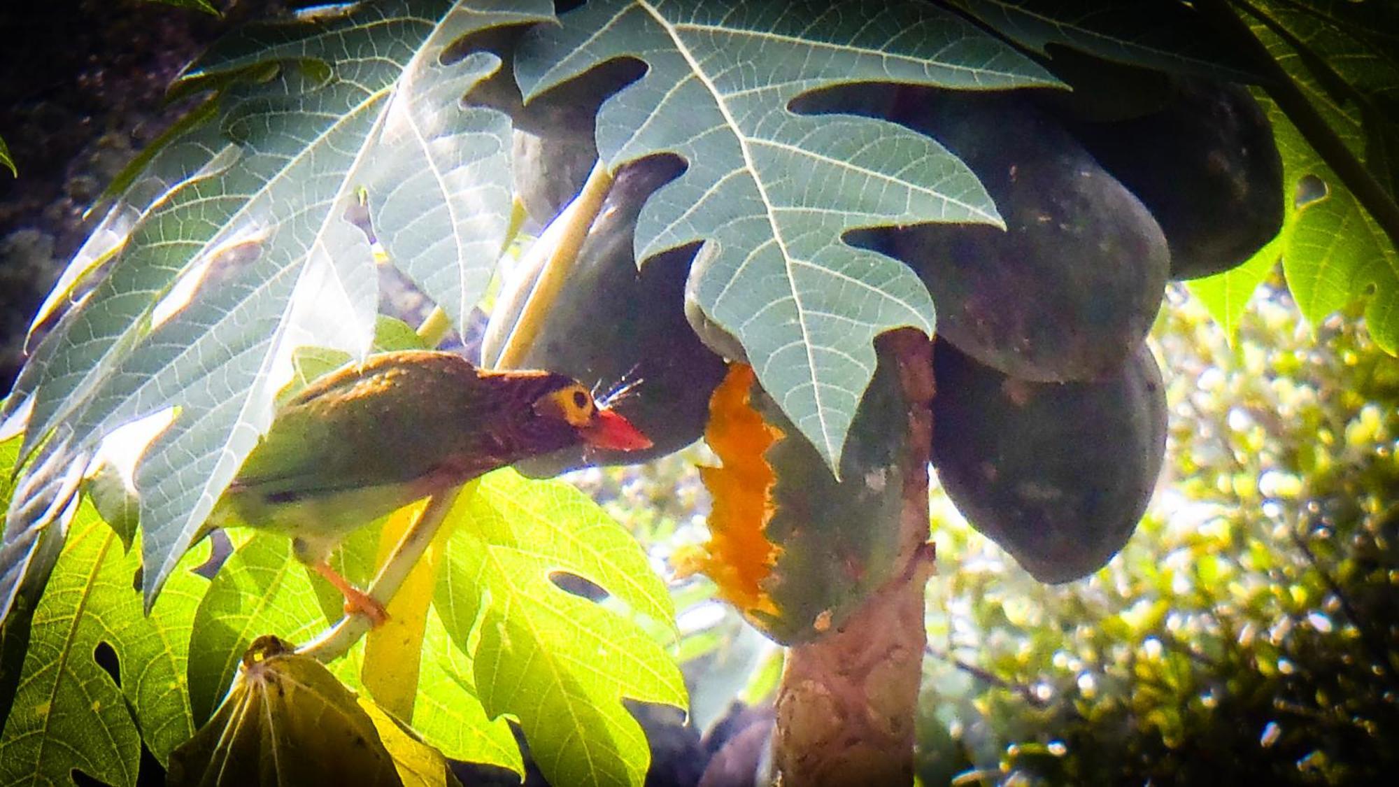 Singharaja Garden Agro Eco Lodge Pelawatta  외부 사진