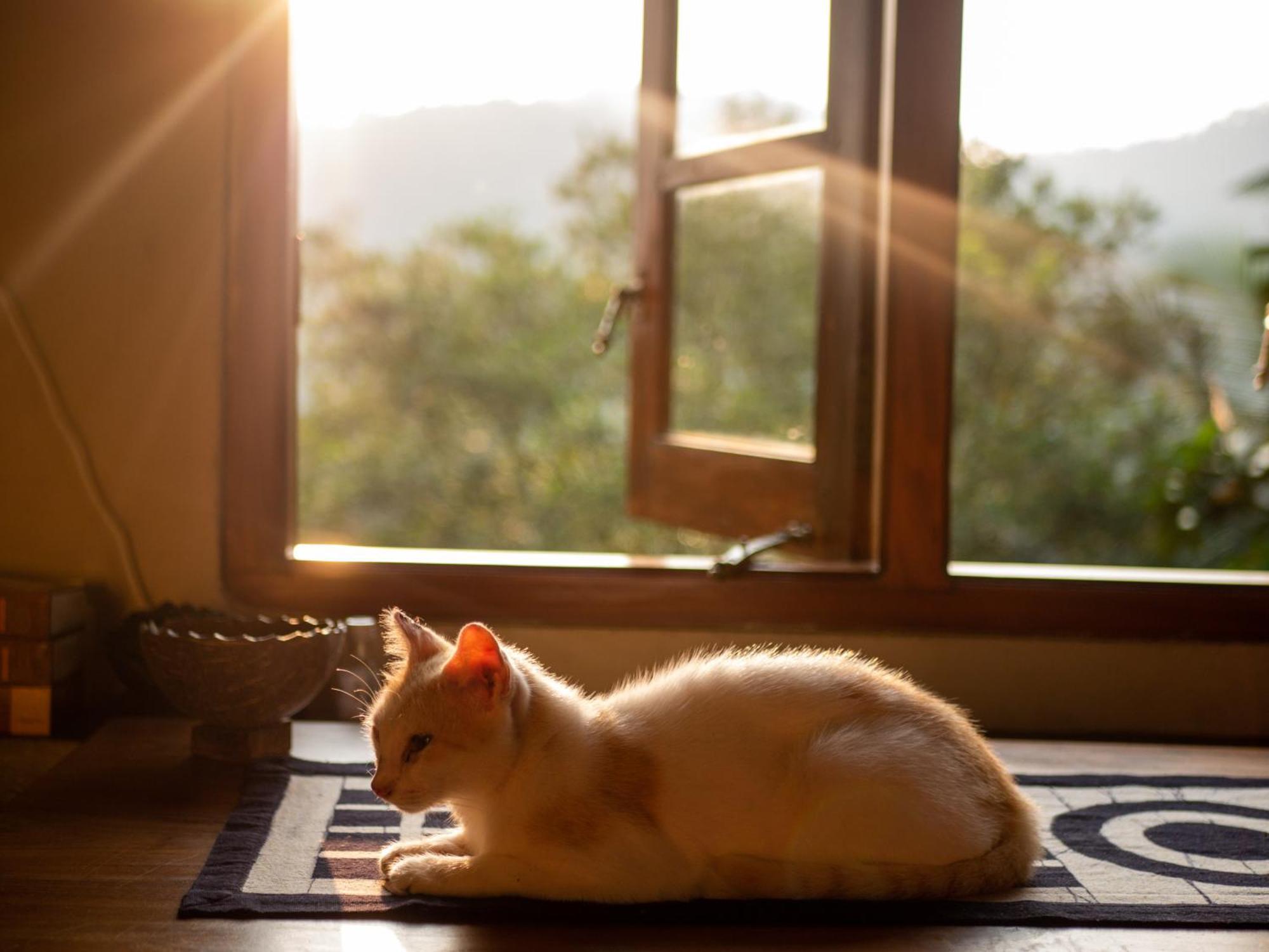 Singharaja Garden Agro Eco Lodge Pelawatta  외부 사진
